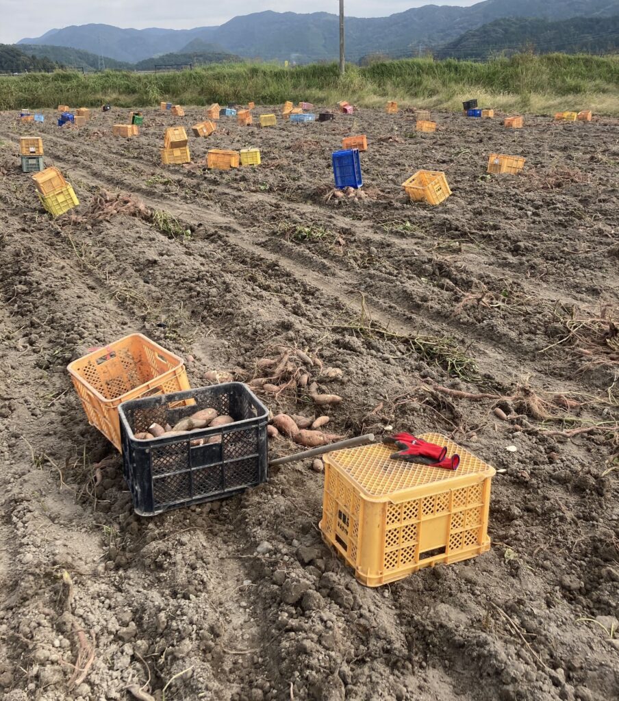 サツマイモの収穫