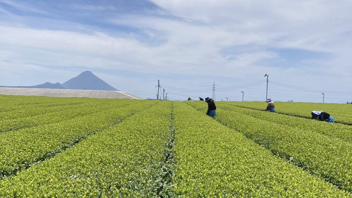 【日本一の茶どころ】知覧茶のある暮らし。移住して気づいた、緑茶の本当の美味しさと楽しみ方